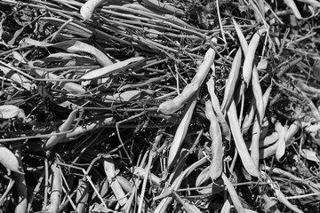 bean pods
Pile of dry harvested bean pods prepared for processing. Dry bean pods. The concept of a good harvest. Agriculture.