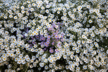 Background with small white and purple flowers. Macro shot. Selective focus.