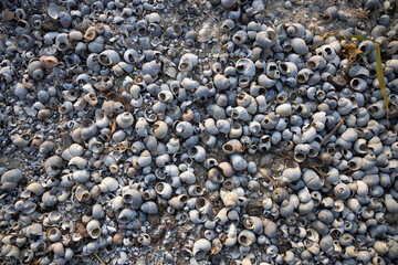 Natural sand and shells background. Macro shot.