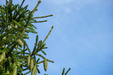 branches of a Christmas tree with green cones against a clear blue sky