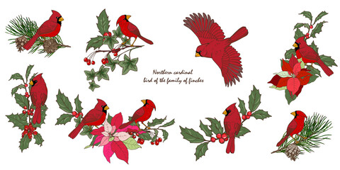 Northern cardinal birds and Christmas plants set