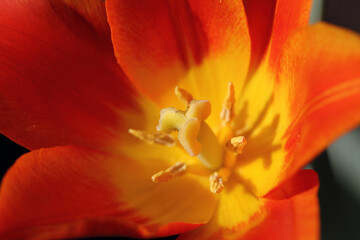 Fototapeta na wymiar Colorful tulips flowers blooming in a garden.Very beautiful tulips in bloom and smell spring. Colorful tulip garden.