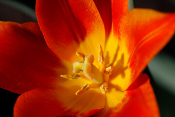 Colorful tulips flowers blooming in a garden.Very beautiful tulips in bloom and smell spring. Colorful tulip garden.