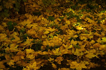 Colorful background of fallen autumn leaves.