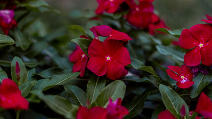 Red Impatiens Walleriana planted in a green leaves vase
