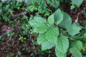 Little leaves look so beautiful and random.