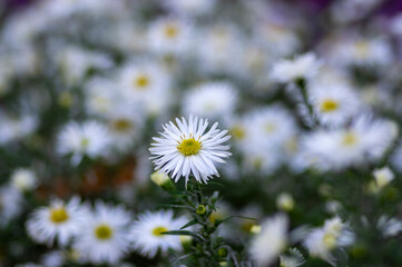 Aster ericoides white heath asters flowering plants, beautiful autumnal flowers in bloom