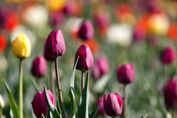 Colorful tulips flowers blooming in a garden.Very beautiful tulips in bloom and smell spring. Colorful tulip garden.