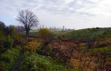 Red-tinged brush near a farmer's field north of Chelsea, Quebec