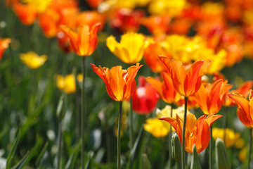Colorful tulips flowers blooming in a garden.Very beautiful tulips in bloom and smell spring. Colorful tulip garden.
