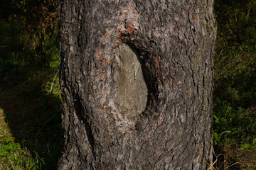 The pine tree, the texture of bark, hollow. Close up