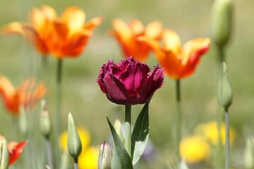 Colorful tulips flowers blooming in a garden.Very beautiful tulips in bloom and smell spring. Colorful tulip garden.