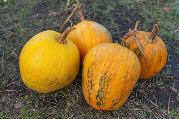 Yellow ripe pumpkins for halloween in the garden