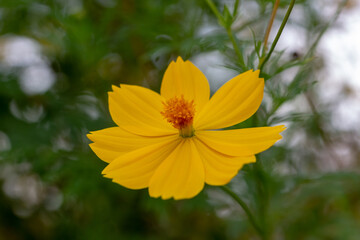 yellow flower