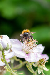 A face on view of a tree bumblebee, Bombus hypnorum, feeding on nectar from a blackberry bramble,Rubus,  blossom