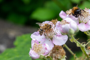 A honeybee, Apis mellifera, feeding on a blackberry bramble,Rubus, blossom with another bee out of...