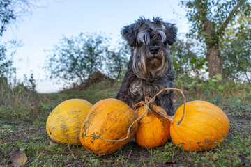 miniature schnauzer suit pepper and salt and yellow ripe pumpkins in autumn