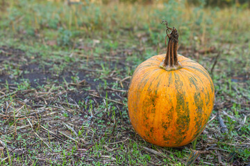 yellow ripe pumpkins in autumn for halloween