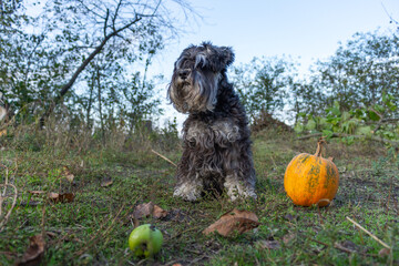 miniature schnauzer suit pepper and salt and yellow ripe pumpkins in autumn