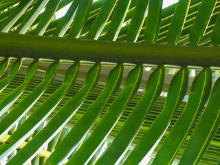 Fototapeta na wymiar Green colored palm leaf macro, summer