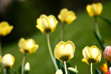 Colorful tulips flowers blooming in a garden.Very beautiful tulips in bloom and smell spring. Colorful tulip garden.