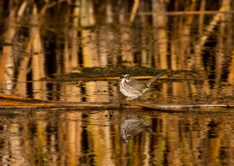 Little Sparrow by the Water