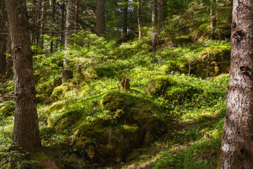 Autumn forest. Green moss grows in a fir forest