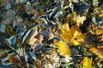 Colored autumn leaves with dusting of frost.