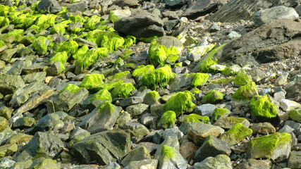 Stones in the sea with green seaweed