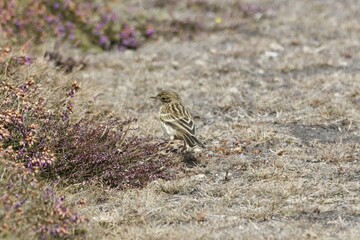 A meadow pipit, Anthus pratensis, with dry grass