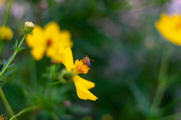 bee on yellow flower