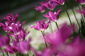 Colorful tulips flowers blooming in a garden.Very beautiful tulips in bloom and smell spring. Colorful tulip garden.
