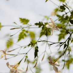 white jasmine on its branch