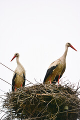stork in nest