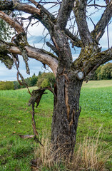 Abgestorbener Baum