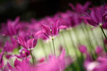 Fototapeta premium Colorful tulips flowers blooming in a garden.Very beautiful tulips in bloom and smell spring. Colorful tulip garden.
