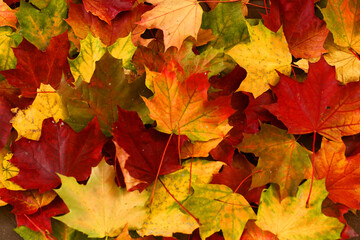 Naklejka na ściany i meble autumn golden red green maple leafs background texture close up photo