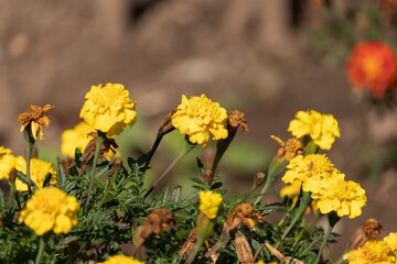 Yellow marigolds and dry buds with seeds on a sunny day