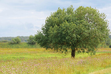 Rural landscape. Summer field with wild grass and lonely tree