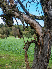 Abgestorbener Baum