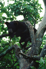 American Black Bear (Ursus Americanus)
