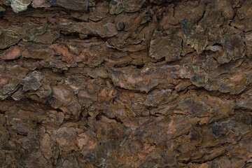 Texture of tree bark. The Embossed Background.