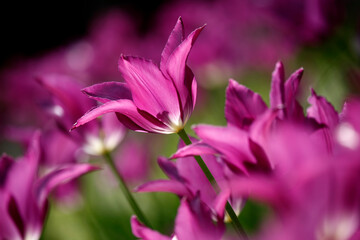 Colorful tulips flowers blooming in a garden.Very beautiful tulips in bloom and smell spring. Colorful tulip garden.