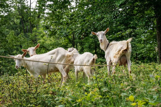 A small herd of goats on a summer pasture