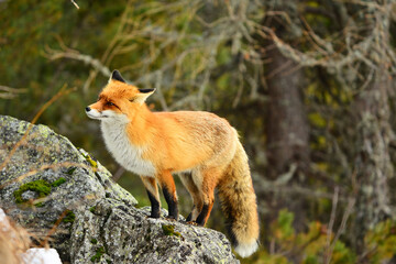 red fox vulpes