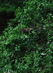 Eastern Groundhog (Marmota Monax)