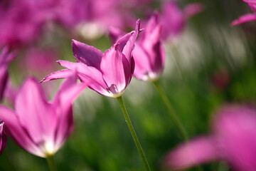 Colorful tulips flowers blooming in a garden.Very beautiful tulips in bloom and smell spring. Colorful tulip garden.