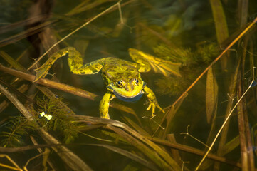 frog in the pond