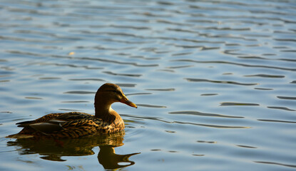 duck on the water