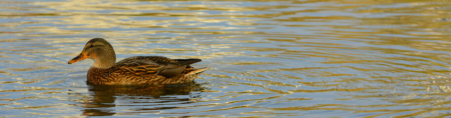 duck in the water
